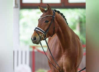 Westfaliano, Castrone, 4 Anni, 171 cm, Baio