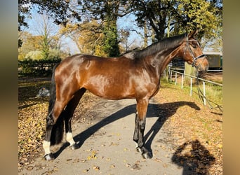 Westfaliano, Castrone, 4 Anni, 171 cm, Baio