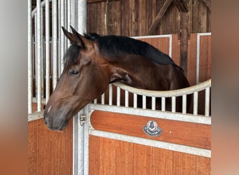 Westfaliano, Castrone, 4 Anni, 171 cm, Baio scuro
