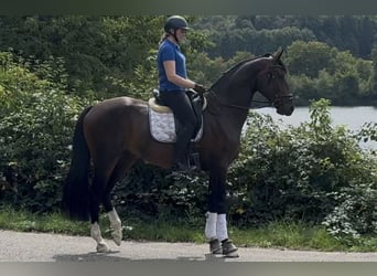 Westfaliano, Castrone, 4 Anni, 171 cm, Baio scuro
