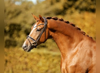 Westfaliano, Castrone, 4 Anni, 171 cm, Sauro