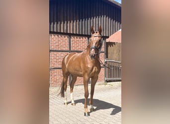 Westfaliano, Castrone, 4 Anni, 171 cm, Sauro