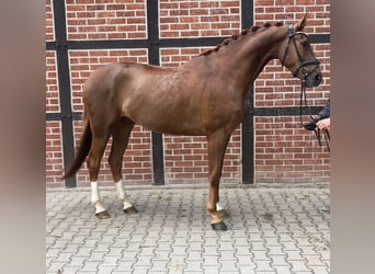Westfaliano, Castrone, 4 Anni, 171 cm, Sauro