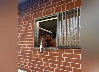 Westfaliano, Castrone, 4 Anni, 171 cm, Sauro