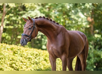 Westfaliano, Castrone, 4 Anni, 171 cm, Sauro scuro