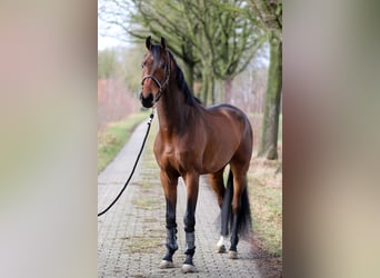 Westfaliano, Castrone, 4 Anni, 172 cm, Baio