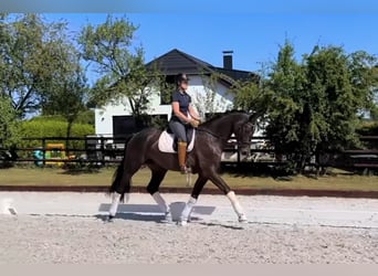 Westfaliano, Castrone, 4 Anni, 172 cm, Baio scuro