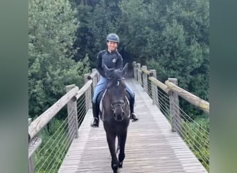 Westfaliano, Castrone, 4 Anni, 172 cm, Baio scuro
