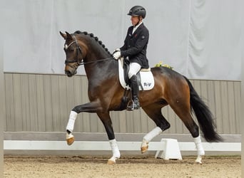 Westfaliano, Castrone, 4 Anni, 172 cm, Baio scuro