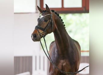Westfaliano, Castrone, 4 Anni, 172 cm, Baio scuro