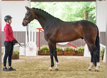Westfaliano, Castrone, 4 Anni, 172 cm, Baio scuro