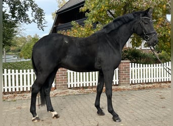 Westfaliano, Castrone, 4 Anni, 172 cm, Morello