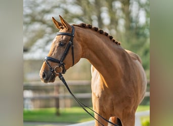 Westfaliano, Castrone, 4 Anni, 172 cm, Sauro