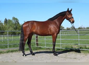 Westfaliano, Castrone, 4 Anni, 173 cm, Baio