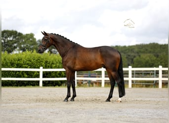 Westfaliano, Castrone, 4 Anni, 173 cm, Baio