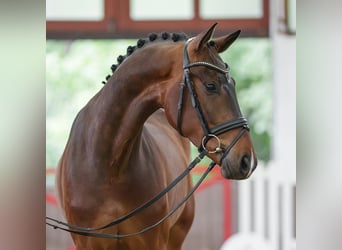 Westfaliano, Castrone, 4 Anni, 173 cm, Baio