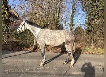 Westfaliano, Castrone, 4 Anni, 173 cm, Grigio