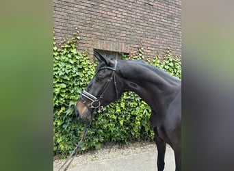 Westfaliano, Castrone, 4 Anni, 174 cm, Baio nero