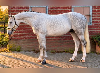 Westfaliano, Castrone, 4 Anni, 174 cm, Bianco