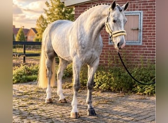 Westfaliano, Castrone, 4 Anni, 174 cm, Bianco