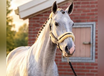 Westfaliano, Castrone, 4 Anni, 174 cm, Bianco