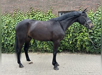 Westfaliano, Castrone, 4 Anni, 175 cm, Baio nero