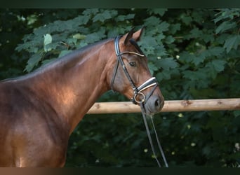 Westfaliano, Castrone, 4 Anni, 177 cm, Baio