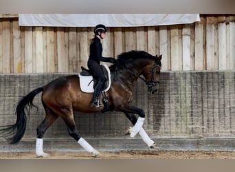 Westfaliano, Castrone, 4 Anni, 177 cm, Baio