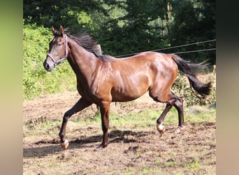 Westfaliano, Castrone, 4 Anni, 178 cm, Baio nero