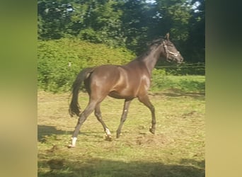 Westfaliano, Castrone, 4 Anni, 178 cm, Baio nero