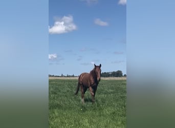 Westfaliano, Castrone, 4 Anni, 180 cm, Sauro