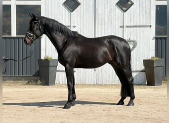 Westfaliano, Castrone, 4 Anni, 182 cm, Morello