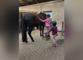 Westfaliano, Castrone, 4 Anni, 182 cm, Morello