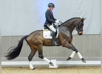 Westfaliano, Castrone, 4 Anni, Baio