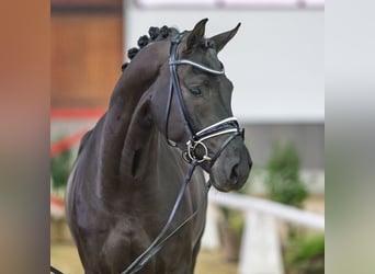 Westfaliano, Castrone, 4 Anni, Baio