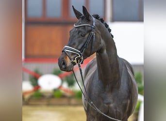 Westfaliano, Castrone, 4 Anni, Baio scuro