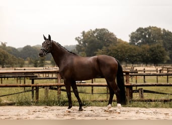 Westfaliano, Castrone, 4 Anni