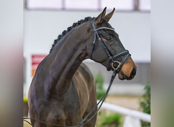 Westfaliano, Castrone, 4 Anni