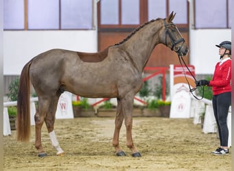 Westfaliano, Castrone, 4 Anni, Sauro scuro