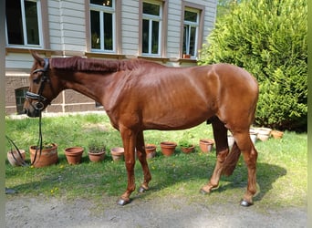 Westfaliano, Castrone, 5 Anni, 162 cm, Sauro