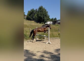 Westfaliano, Castrone, 5 Anni, 163 cm, Baio