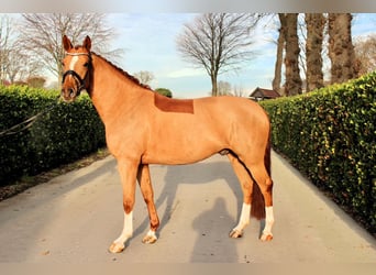 Westfaliano, Castrone, 5 Anni, 163 cm, Sauro scuro