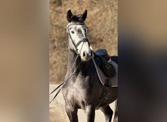 Westfaliano, Castrone, 5 Anni, 164 cm, Grigio