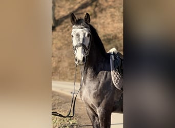 Westfaliano, Castrone, 5 Anni, 164 cm, Grigio
