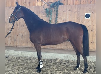 Westfaliano, Castrone, 5 Anni, 165 cm, Baio