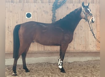 Westfaliano, Castrone, 5 Anni, 165 cm, Baio