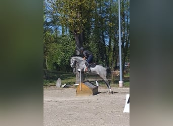 Westfaliano, Castrone, 5 Anni, 165 cm, Grigio