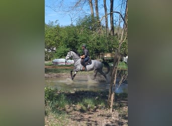 Westfaliano, Castrone, 5 Anni, 165 cm, Grigio