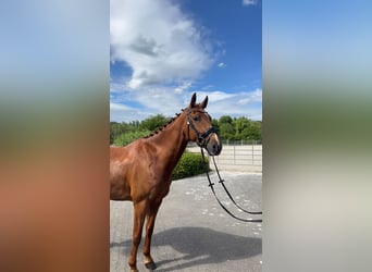 Westfaliano, Castrone, 5 Anni, 165 cm, Sauro