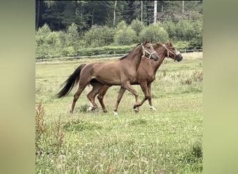 Westfaliano, Castrone, 5 Anni, 165 cm, Sauro ciliegia